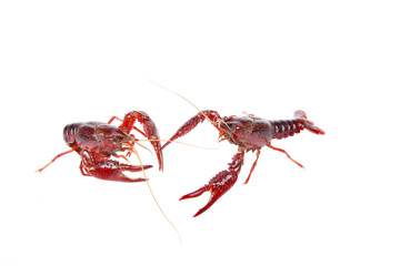 Crawfish