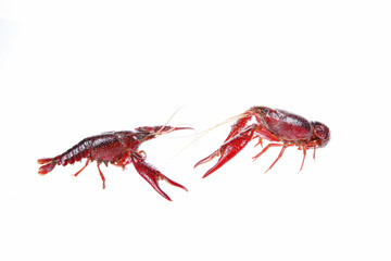 Crawfish