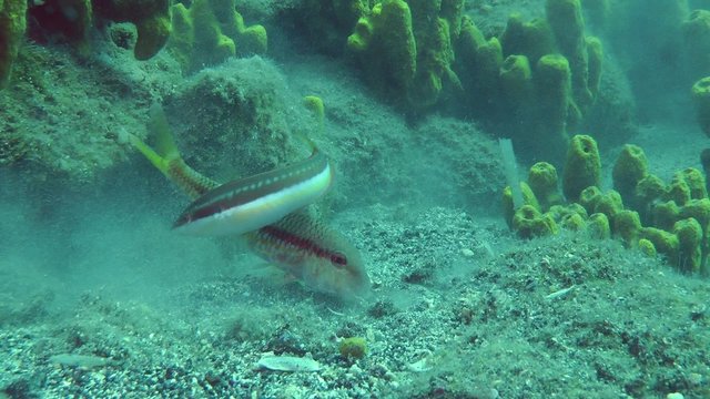 Marine fish Red mullet digs the sandy bottom in search of food, accompanied by other fish.
