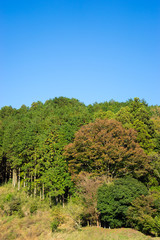 Fototapeta premium Tree of Susono-shi changing color