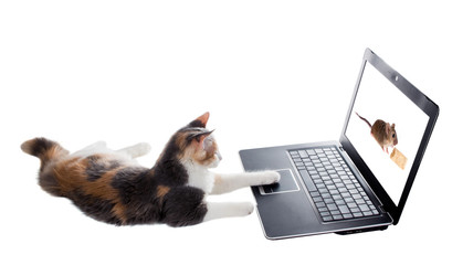 Three-colored kitten lying lazily around a laptop and plays the
