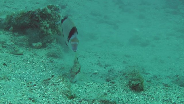 Marine fish Red mullet digs the sandy bottom in search of food, accompanied by other fish.
