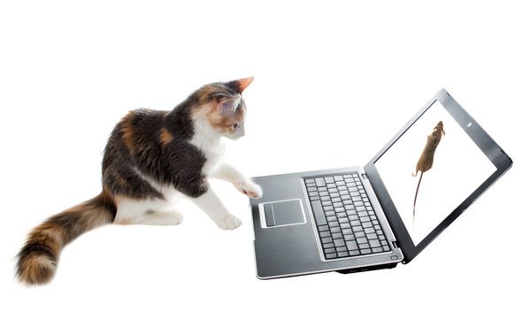 Three-colored Cat Watching A Mouse On A Laptop Screen