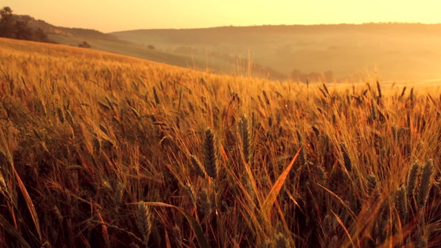 Italian wheat field at sunrise in tuscany in summer day   