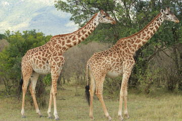 Naklejka na ściany i meble Girafas no Maasai Mara