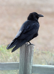 Obraz premium Raven Bird