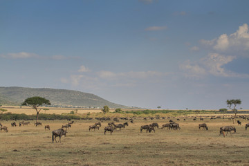 Fototapeta na wymiar Maasai Mara