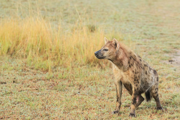 Hiena Maasai