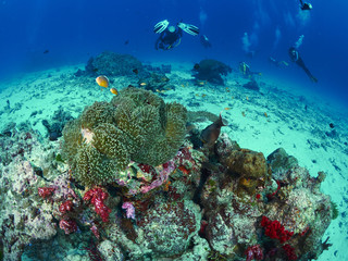 diver wtih reef caral