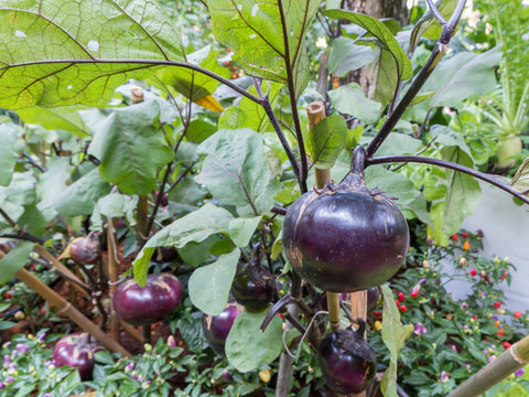 Eggplant growing in the garden