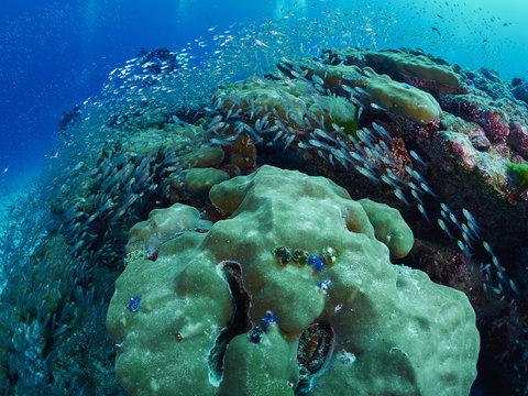 Fototapeta diver wtih reef caral