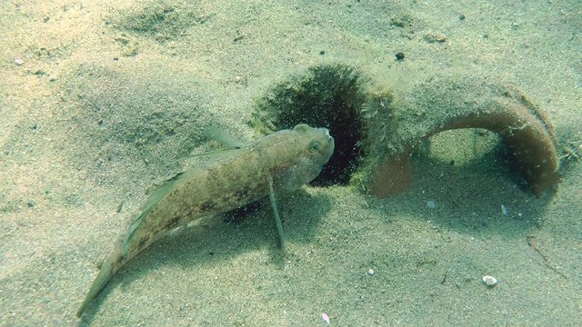 Male of Black goby (Gobius niger) is hidden in ancient amphorae buried in the sandy bottom.
