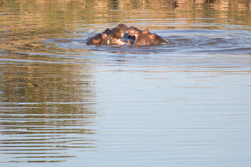 Fototapeta na wymiar Hippo in Zimbabwe
