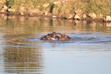 Fototapeta premium Hippo in Zimbabwe