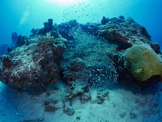 diver wtih reef caral