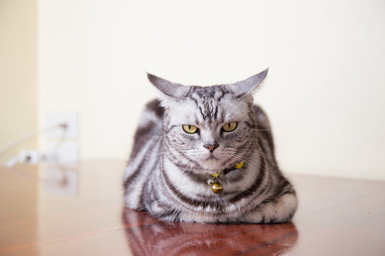 American Short Hair Cat Crouch On Wood Floor In Bad Feeling