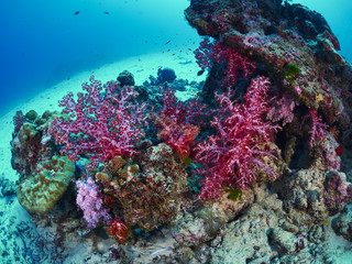 Naklejka na ściany i meble diver wtih reef caral