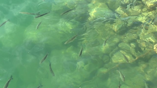 Marine fish gray mullet (Mugil sp.) in shallow water, view through the surface of water.

