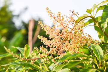 mango's flowers