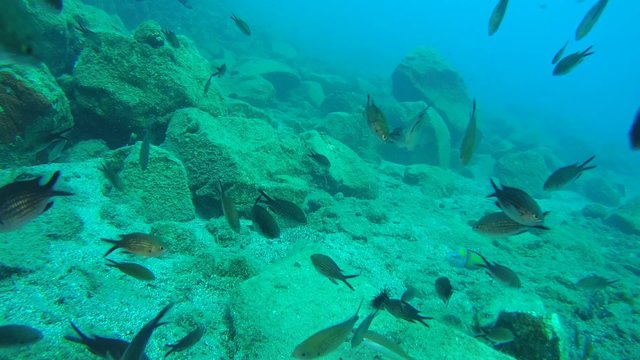 A large flock of Damselfish (Chromis chromis) in the background of the underwater landscape.
