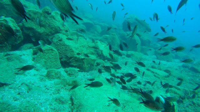 A large flock of Damselfish (Chromis chromis) in the background of the underwater landscape.
