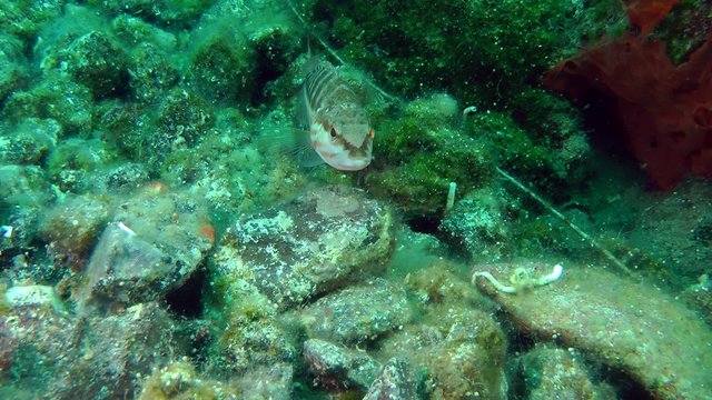 Marine fish Comber (Serranus cabrilla) on the background of rocky bottom, and then the fish leaves the frame.
