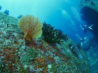 Naklejka na ściany i meble parrotfish and reef coral