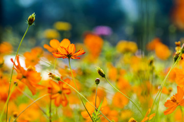 Beautiful spring flowers