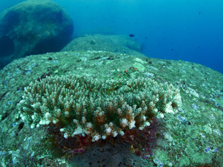 diver wtih reef caral