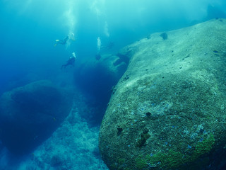 diver wtih reef caral