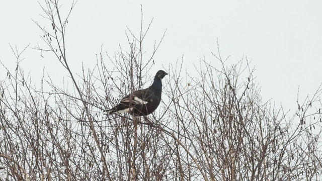 Black grouse feed on the tops of birches