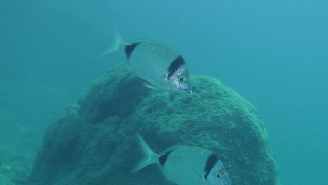 Several marine fish Common two-banded sea bream (Diplodus vulgaris) swims slowly against the background of the underwater rocks.
