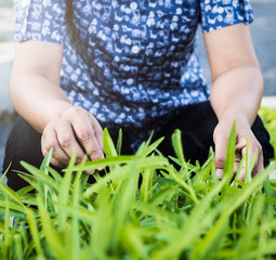 Hands of woman taking care morning glory
