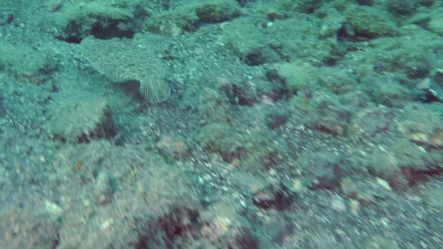 Marine fish Wide-eyed flounder (Bothus podas) swims over a sandy bottom.
