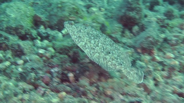 Marine fish Wide-eyed flounder (Bothus podas) swims over a sandy bottom.
