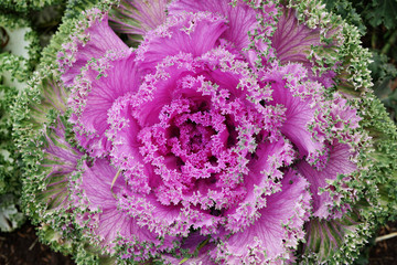 blooming cabbage background