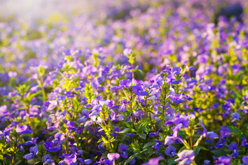 Fototapeta premium Brazilian Snapdragon or Blue Hawaii flower in the meadow