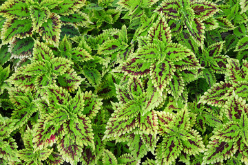 green leaves background or texture