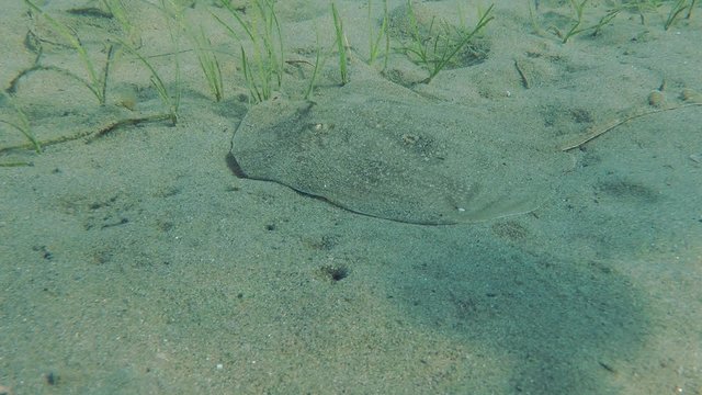 Twineye Skate (Raja miraletus) lying on the sand near the thickets of sea grass, then leaves the frame.
