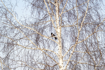 Beautiful winter landscape with a bird 