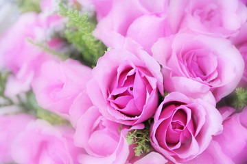 pink valentine rose background