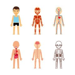 Body anatomy Vector illustration. Skeletal and muscular, circulatory and nervous
