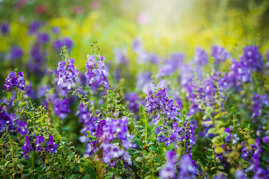 Angelonia goyazensis Benth flower in the meadow