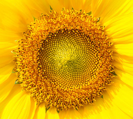 Close up Sunflowers