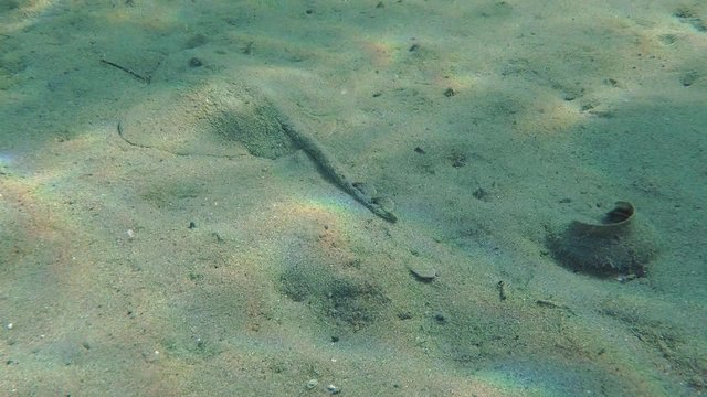Thornback Ray (Raja clavata) slowly slides on the sandy bottom, then leaves the frame.
