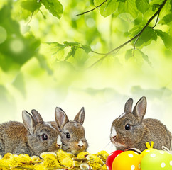 two little rabbits and spring flowering branch
