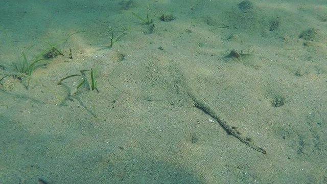 Thornback Ray (Raja clavata) lying on the sand near the thickets of sea grass, then leaves the frame.
