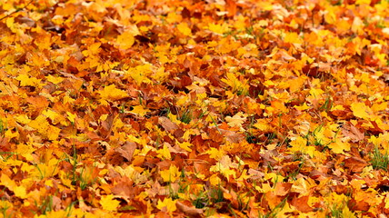 feuilles mortes
