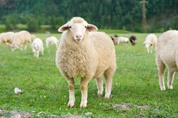 Photo sur Plexiglas Moutons Moutons dans un pré à la montagne