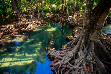 large mangrove tree trunk with interlaced roots and hollow